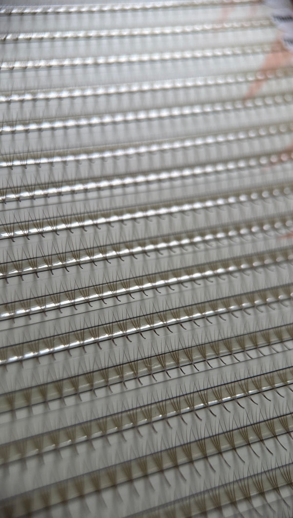 Gatavie pušķi skropstu pieaudzēšanai